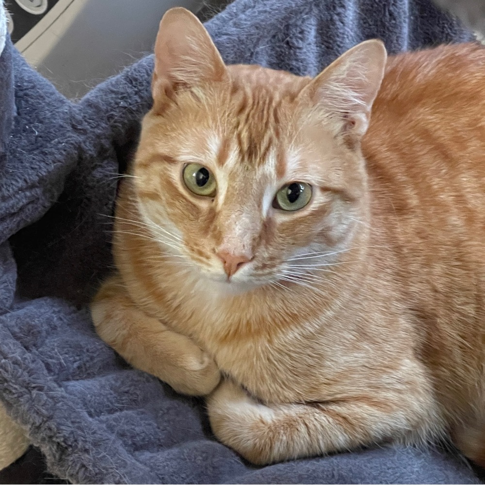 Live show listing Harrison 😸